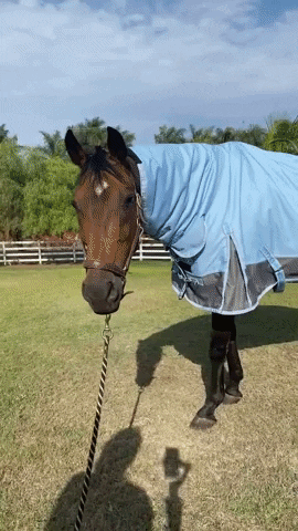 prohorse giphyupload GIF