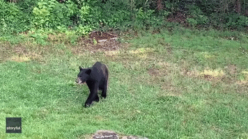 Georgia Couple Has Close Encounter With a Curious Black Bear