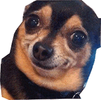 dog GIF by namslam