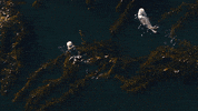 Marine Life Swimming GIF by Oceana