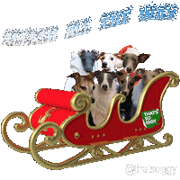 Italian Greyhound Dog Sticker by normanandpiper