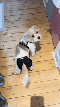 Dog Puppy GIF