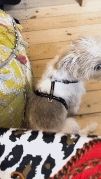 Dog Puppy GIF
