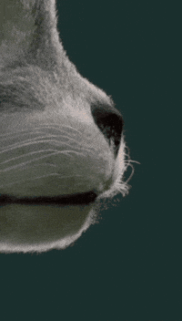 Testes GIF