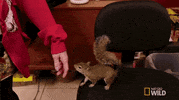 nat geo wild pets GIF by Dr. K's Exotic Animal ER