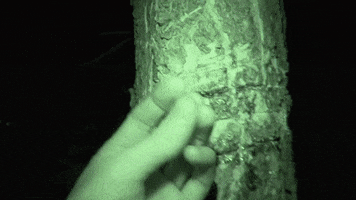 sasquatch GIF by Ice Cube