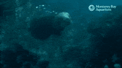 Sea Otter Swimming GIF by Monterey Bay Aquarium
