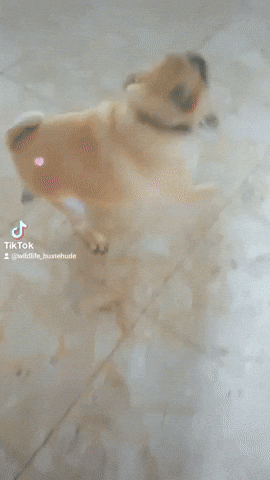 Dance Party GIF