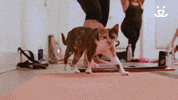 Best Friends Nkla GIF by Best Friends Animal Society