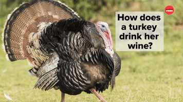 How Does a Turkey Drink Wine?