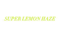 Infsd Swimwear Lemon Haze Sticker by INFSD