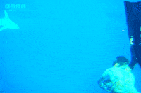 hungry-shark miami shark sharks ubisoft GIF