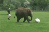 Fail Falling Down GIF