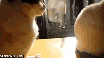 cat attention GIF by Cheezburger