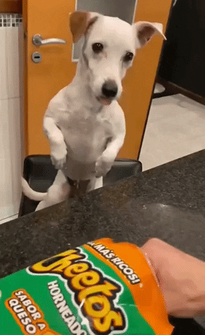 cuteanimalland giphyupload GIF