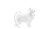 Samoyed Sticker