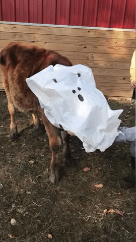 Family Cow Spared From Butcher Lives Happily Ever 