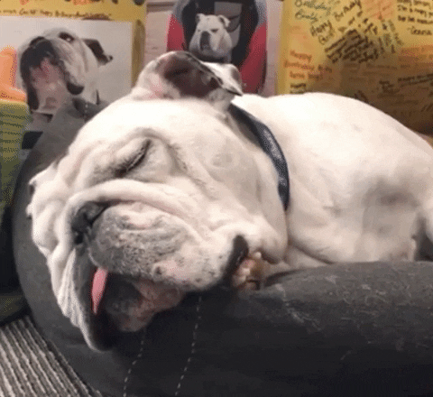 DrakeUGriff giphygifgrabber mascot drake bulldog GIF