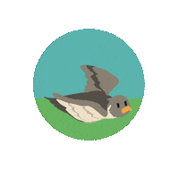 LioxFoundation star falcon hermes liox foundation Sticker