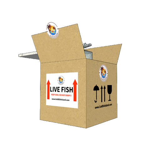goldfishisland giphyupload gfi gfiaaa livefish Sticker