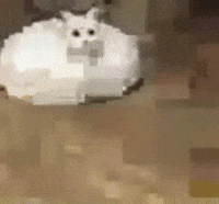 Cat Car GIF