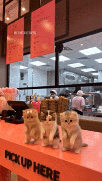 Dance Kitty GIF