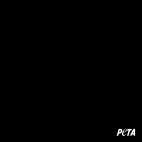 Animal Rights GIF by PETA