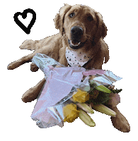 Dog Flowers Sticker by Bastian the Talking Terrier