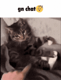 Sleepy Cat GIF