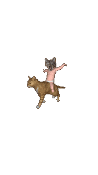 Berat770 funnycat Sticker