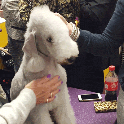 bedlington terrier dog GIF by Westminster Kennel Club