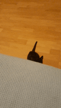 Black Cat GIF