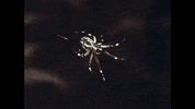 Youtube Film GIF