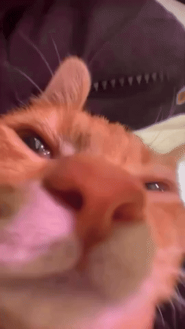 Ahadhasan71 giphyupload cat instagram giphycreatortest GIF