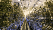 Plant Grow GIF by Exclusive Brands