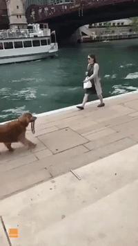 Confident Pooch Takes Himself for a Stroll