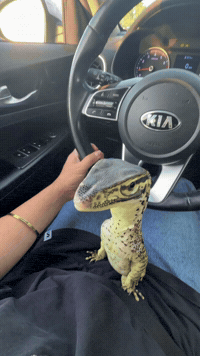 Monitor Lizard Lick GIF