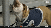 Happy Butler Bulldogs GIF by Butler University