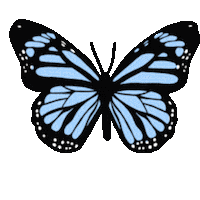 Fly Butterfly Sticker