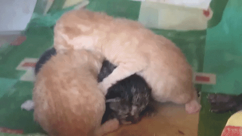 nilnil giphyupload GIF