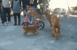 Dog Bicycle GIF