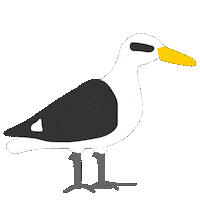 sadmo000 beach bird playa seagull Sticker