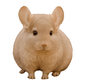 Guinea Pig Love Sticker