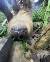 Look Hello GIF by Valley Zoo Development Society