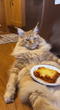Fat Cat GIF