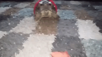 Festive Tortoise Rocks His New Christmas Attire