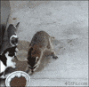 thief GIF