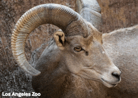 Suspicious Los Angeles Rams GIF by Los Angeles Zoo and Botanical Gardens