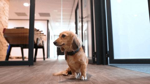 Immobilier Chien GIF by Immoliaison France