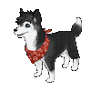 husky Sticker